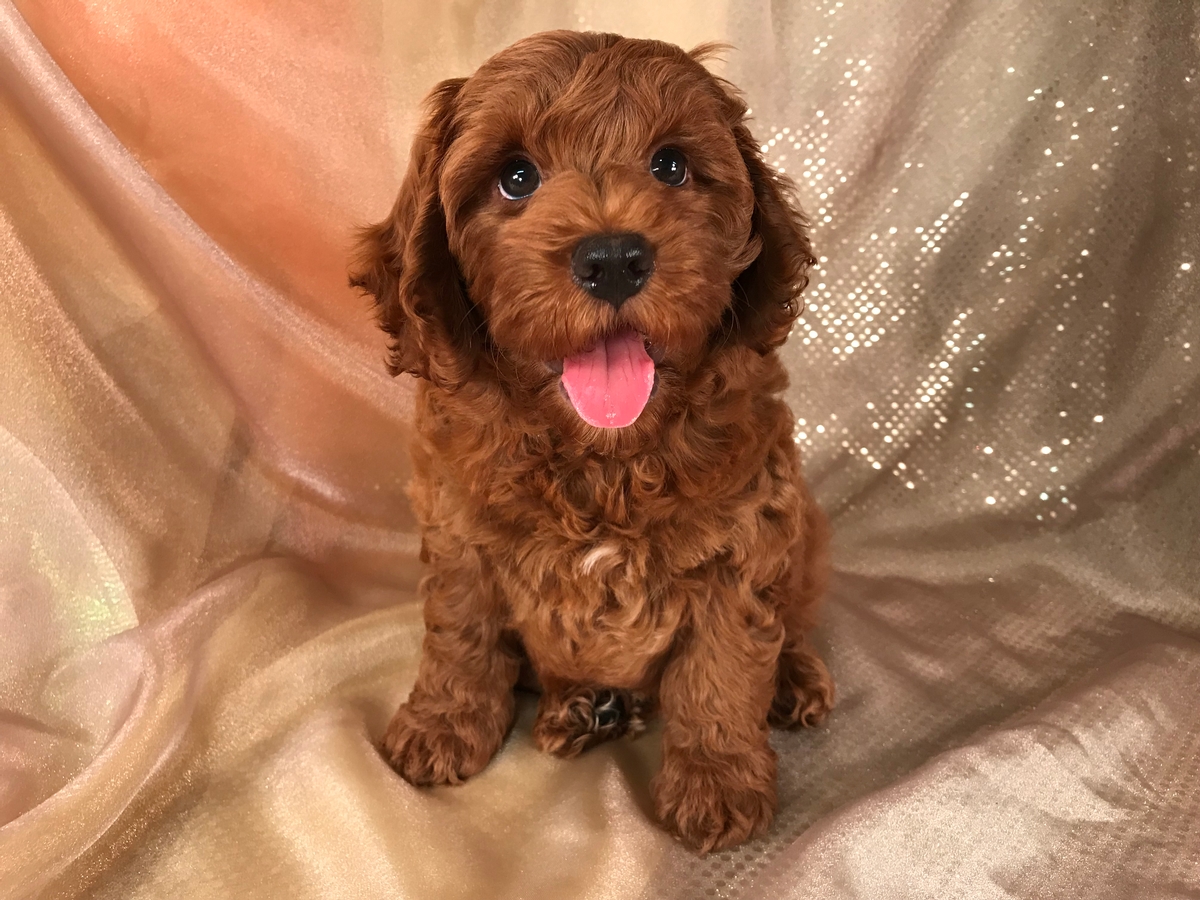 Dark Red Cockapoo Puppy, DOB 5-6-2019, $975, Ready Now!